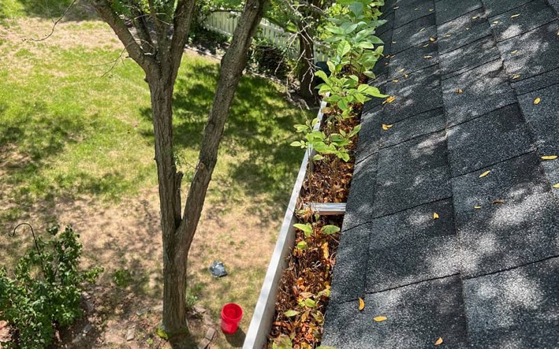 gutter with plants and leaves in it